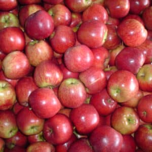 Red Delicious