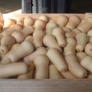 Calabacín (Butternut)