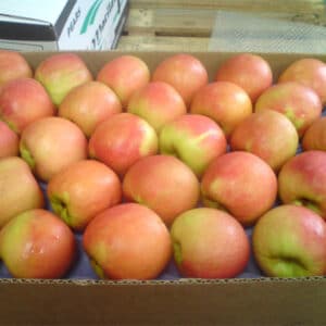 Cripps Pink